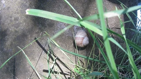 Sleeping snail Stock Footage 160068182