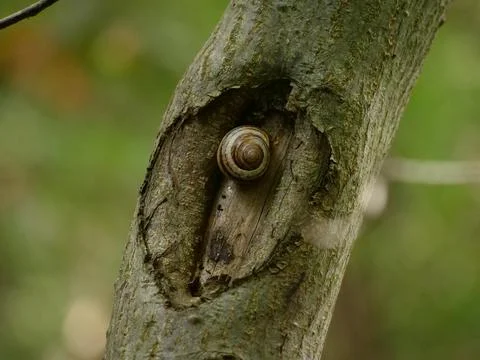 Sleeping snail Foto stock