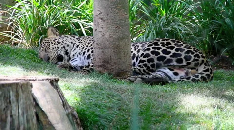 Sleeping Snow Leopard Stock Footage 5445558