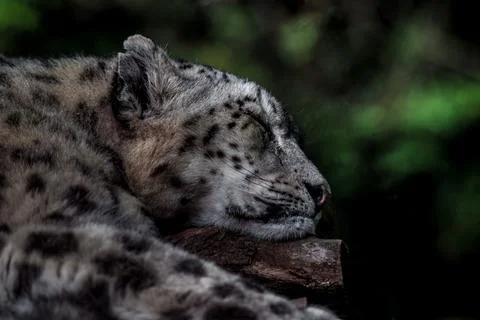 Sleeping Snow leopard 스톡 사진