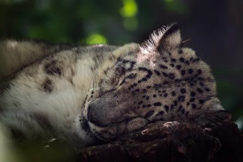 Sleeping Snow leopard Stock Photos