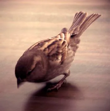 Sleeping sparrow Stock Photos