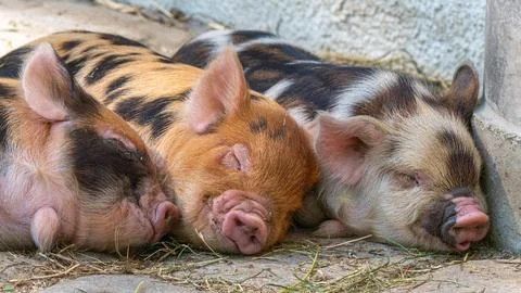 Sleeping Spotted Piglets Stock Photos