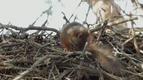 Sleeping Squirrel Wakes Up In Bird’s Nest - Sleep Concept - Wildlife Animals 4k Stock Footage 119442044