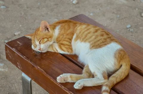 Sleeping stray cat Stock Photos