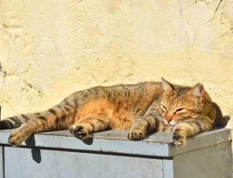 Sleeping stray cat on the steps. Stock Photos