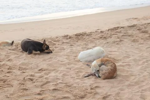 Sleeping stray dog in the beach Stock Photos