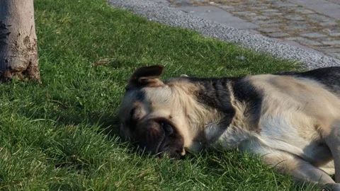 Sleeping Stray Dog in the Park Stock Footage 322944633