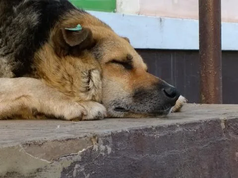 Sleeping stray dog Stock Photos