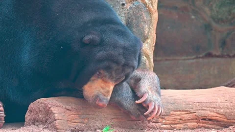 Sleeping sun bear 스톡 동영상 264995987
