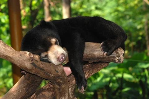 Sleeping sun bear Foto stock