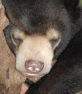 Sleeping sun bear Foto stock