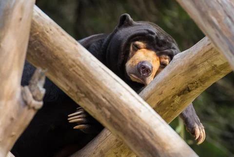 Sleeping sun bear Foto stock