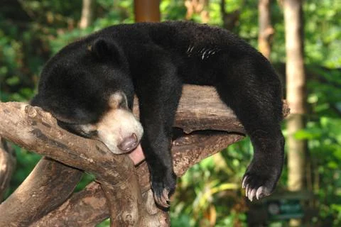 Sleeping sun bear on tree Stock Photos