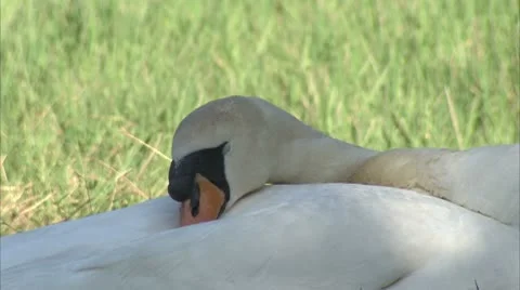 Sleeping Swan Video stock 8908877
