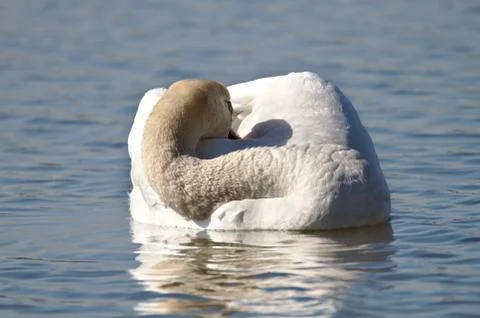 Sleeping swan Stock Photos