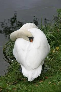 Sleeping swan Stock Photos
