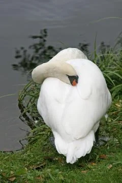Sleeping swan Stock Photos