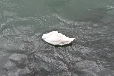 Sleeping Swan Stock Photos