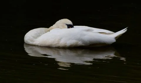 Sleeping Swan Reflection Stock Photos