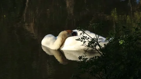 Sleeping swan on the river Video stock 133614111