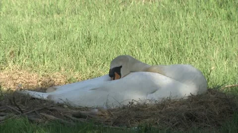 Sleeping Swan Wide Video stock 8908790
