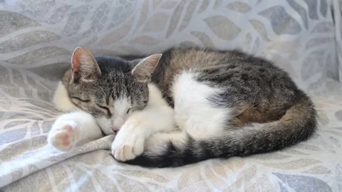 Sleeping tabby and white cat curled up. Peaceful cat sleeping. Stock-Footage 339481274