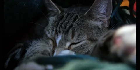 Sleeping Tabby Cat 4K Stock Footage