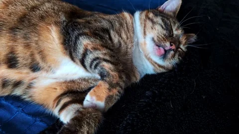 Sleeping tabby cat breathing calmly and twitching while dreaming on a soft 動画素材 335894399