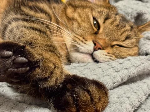 Sleeping tabby cat close-up, outstretched fluffy paw with dark pads in the Foto stock