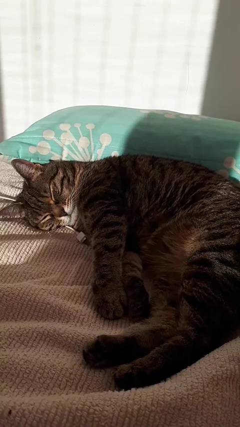 Sleeping Tabby Cat on Cozy Bed Under Sunlight Video stock 332044014