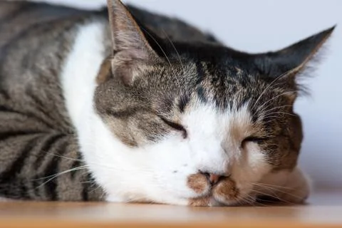 Sleeping tabby cat Stock Photos