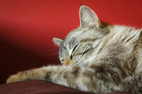 Sleeping tabby cat Stock Photos