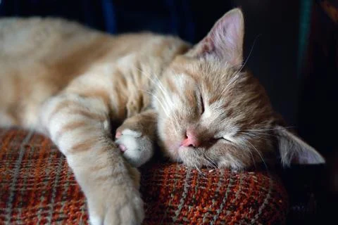 Sleeping tabby cat Foto stock