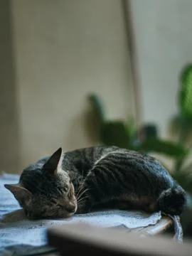 Sleeping tabby cat 库存照片