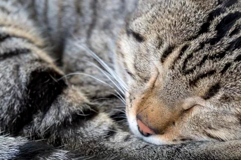 Sleeping tabby cat Stock Photos