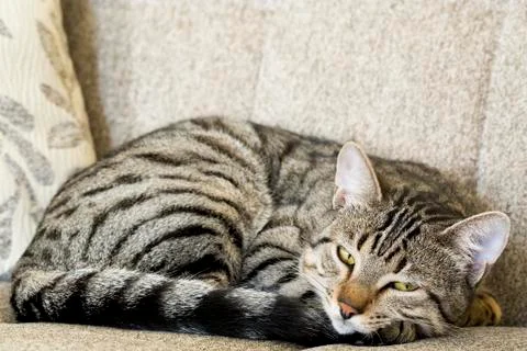 Sleeping tabby cat Stock Photos