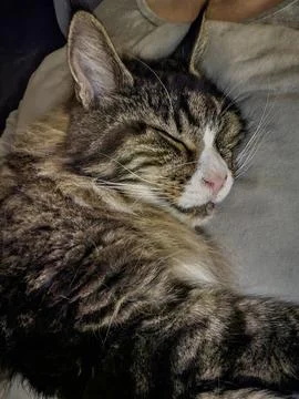 Sleeping tabby cat resting peacefully on a cozy blanket in warm light Stock Photos
