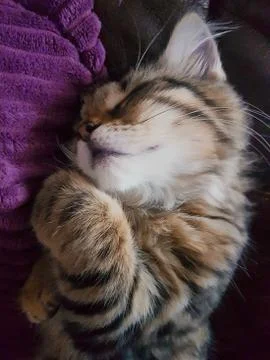 Sleeping Tabby Kitten Foto stock
