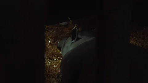 Sleeping Tapir in dark room Stock Footage 114209579