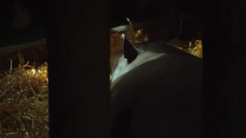 Sleeping Tapir tracking shot Stock Footage 114210888