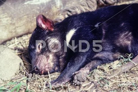 Sleeping tasmanian devil close up, Stock Photos