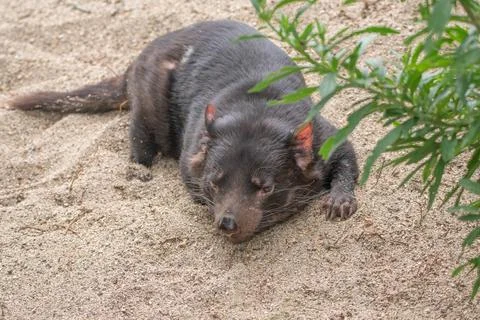 A sleeping tasmanian devil Stockfoto's
