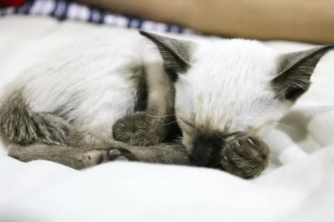 Sleeping thai kitten Stock Photos