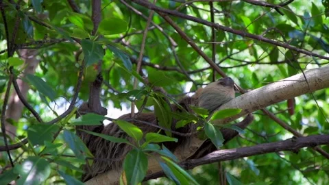 Sleeping Three-Toed Sloth Resting in Tropical Forest Canopy of Bocas del Toro Vidéo 336936366