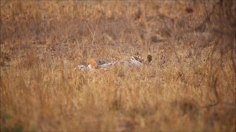 Sleeping Tiger Video stock 75813946