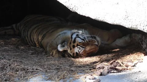 Sleeping Tiger 스톡 동영상 146344903