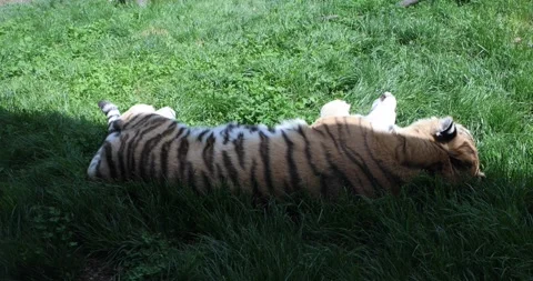 Sleeping tiger lying on its side in tall green grass under warm daylight Stock Footage 320020726