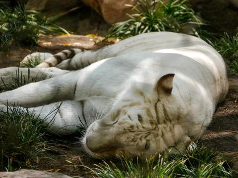 Sleeping Tiger Foto stock