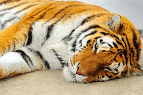 Sleeping tiger Stock Photos
